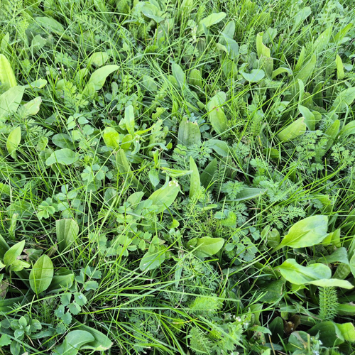Rolawn BioScapes Biodiverse Turf Roll 1m² 610mm x 1640mm