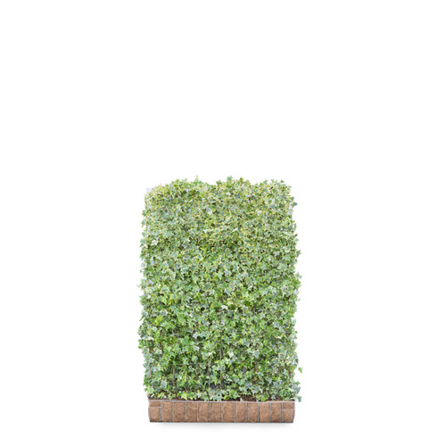 Hedera helix Goldchild Ivy  - Living Green Screen Fence  Mobilane
