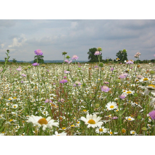 Summer Flowering Wildflower Plug Plants  Gardener Supplies