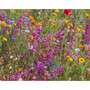 Violet Heart Perennial Wildflower Seed Mix  