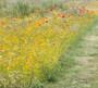 Sunray Annual Wildflower Seed Mix  