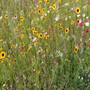 Classic Colour Annual Wildflower Seed Mix