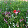 Sweet Shop Annual Mix Wildflower Seed