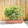 Instant Hedging Fagus Sylvatica 1m Trough