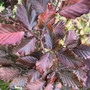 Instant Hedging Fagus Sylvatica Purpurea 1m Trough  