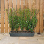 Instant Hedging Ligustrum Ovalifolium 1m Trough  