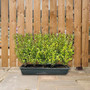 Instant Hedging Ligustrum Ovalifolium Aureum 1m Trough