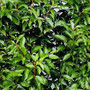 Instant Hedging Prunus Angustifolia 1m Trough