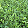 Rolawn BioScapes Biodiverse Turf Roll 1m² 610mm x 1640mm