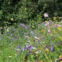 Traditional Wildflower Matting Turf  Gardener Supplies