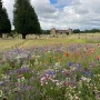 Ornamental Wildflower  Matting Turf  Gardener Supplies