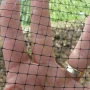 Butterfly Netting – 8mm x 8mm Mesh  Gardener Supplies