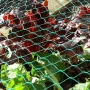 Economy Anti-Bird Plastic Netting  Tildenet