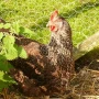 1.2m Galvanised Chicken Wire Mesh  Gardener Supplies