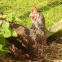 90cm Galvanised Chicken Wire Mesh  Gardener Supplies