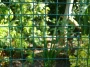 PVC Welded Mesh Wire Rolls 15 Gauge  Gardener Supplies