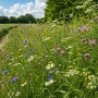 Flower Rich Areas & Margins Seed Mix 20kg – CSS AB8 / SFI IPM2 & CIPM2