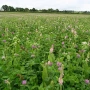 Herbal Ley Overseeding Legume & Herb No Grasses 20kg – GS4 / SAM3 / CSAM3