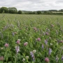 Two Year Legume Fallow Seed Mix 20kg – AB15 / NUM3 / CNUM3