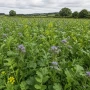 Fast Growth Cover Crop Seed Mix 25kg – SAM2 / CSAM2  Gardener Supplies