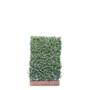 Euonymus Dart's Blanket  - Living Green Screen Fence  Mobilane