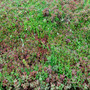 Sedum Green Roof Garden Trays  Vella
