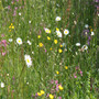 Clay Soils Wildflower 80% Grass Mix  Gardener Supplies