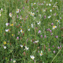 Pro Basic 25 Wildflower Seed Mix  Gardener Supplies