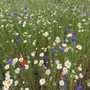 Cornfield  Rich Annuals Wildflower Seed Mix  Gardener Supplies