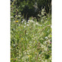 Conservation Countryside Garden Wildflower Seed Mix  Gardener Supplies