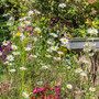 Conservation Wild Bird Wildflower Seed Mix  Gardener Supplies