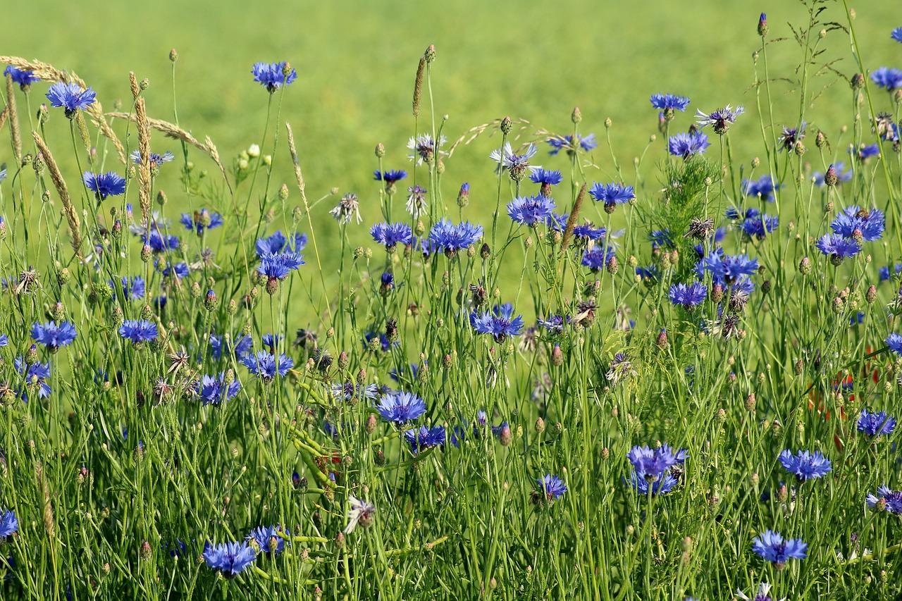 How to establish a wildflower meadow GardenerSupplies