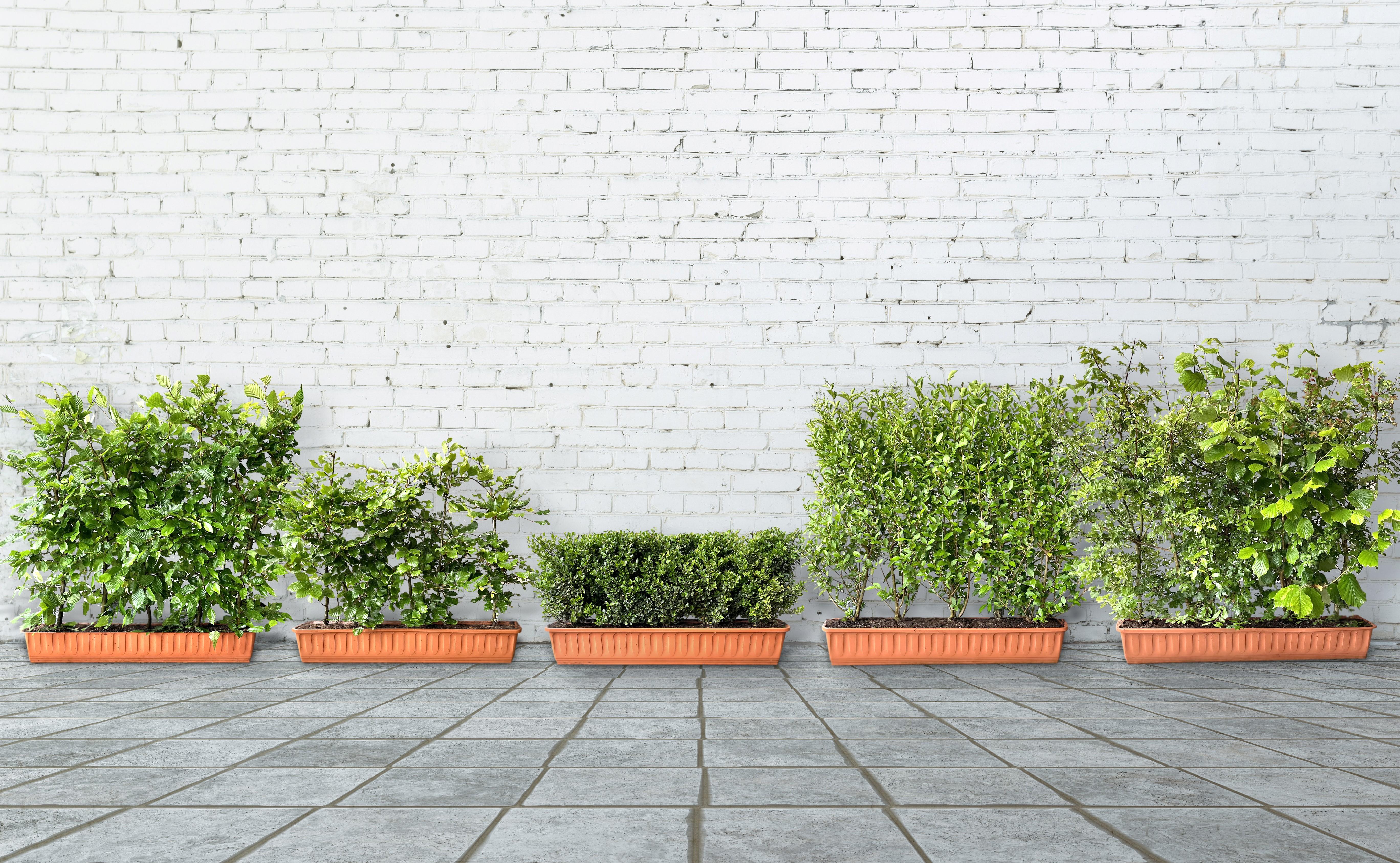 Instant Hedging Solutions for Privacy and Landscaping in the UK ...