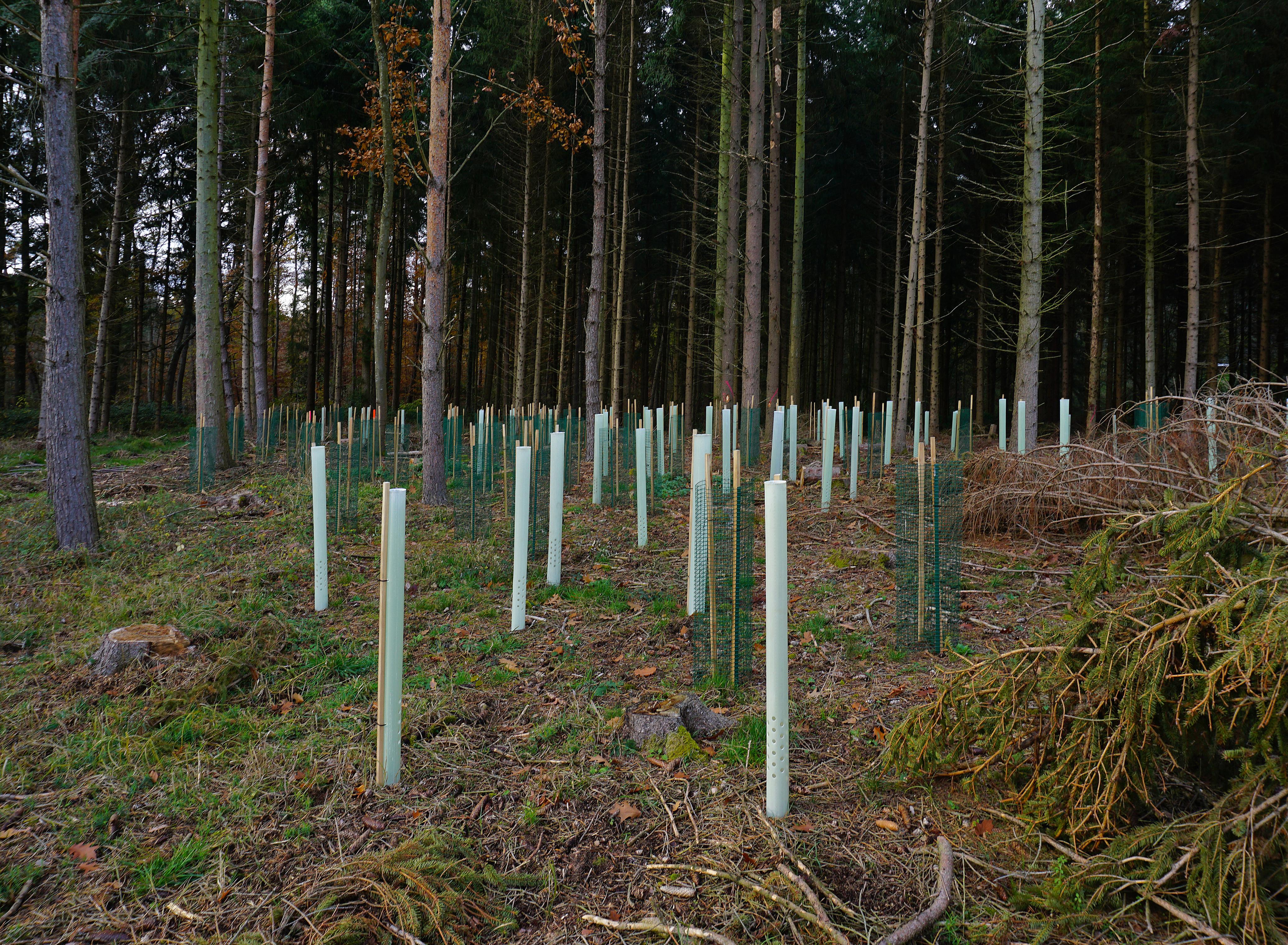 Tree Protetion Choosing the Right Tree Guards and Protection for UK Planting Projects ...