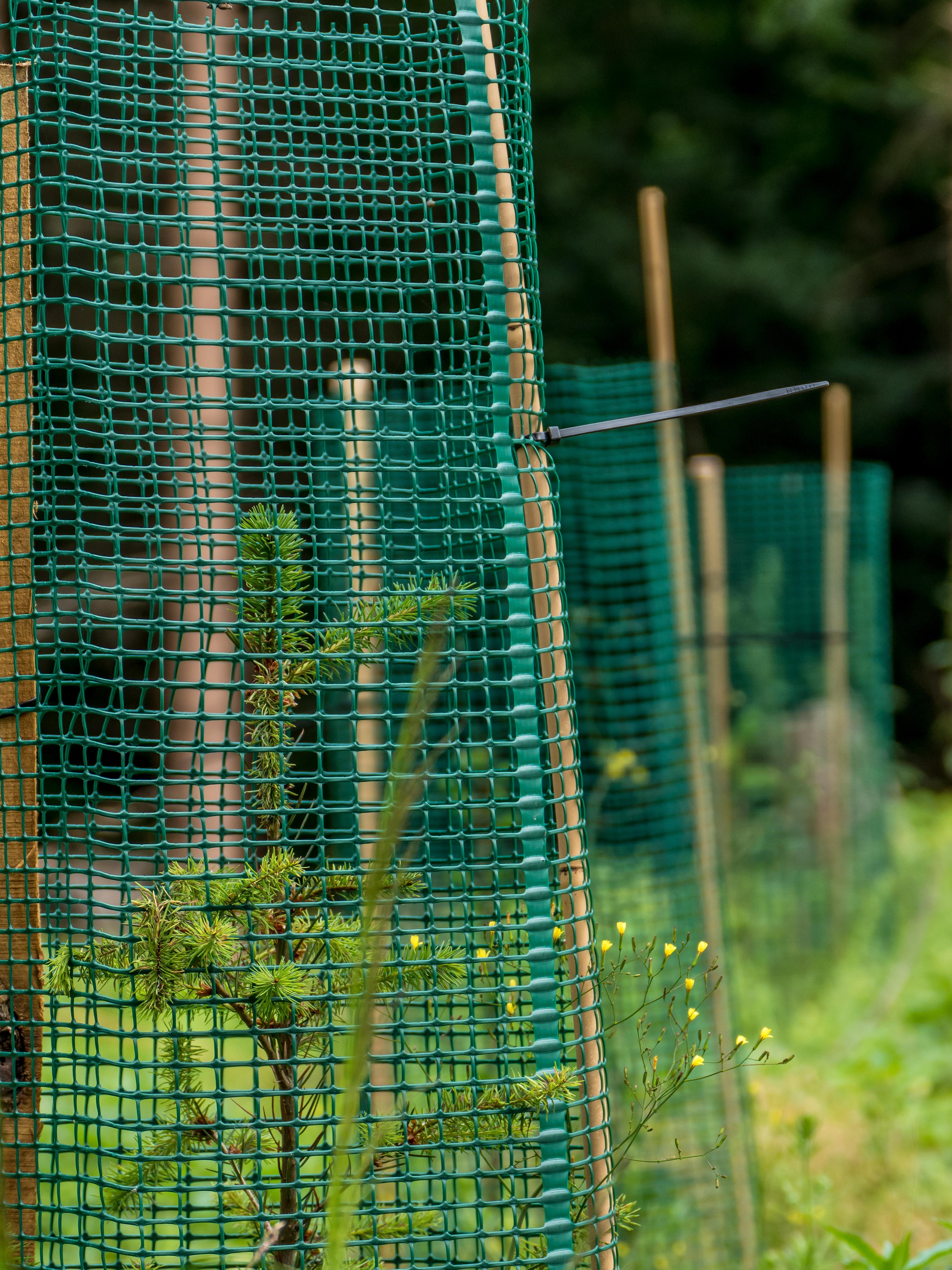 Protecting Young Trees from Wildlife and Livestock in the UK ...