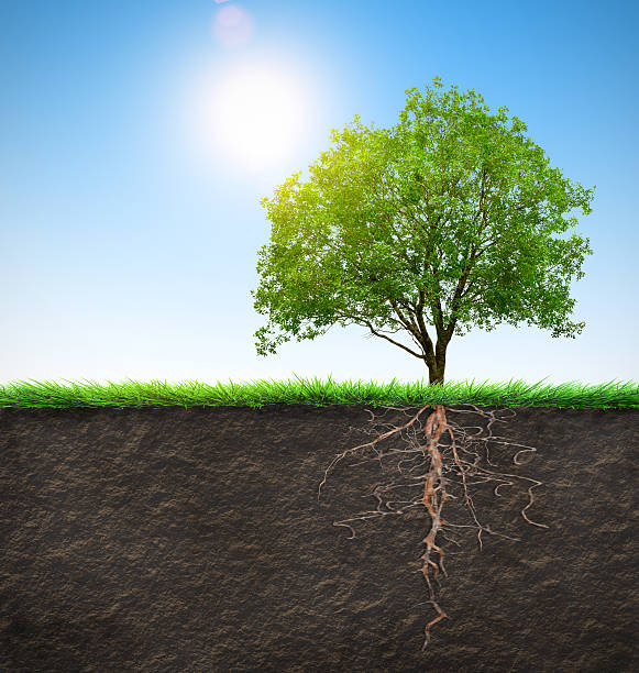 The health of a tree is a reflection of the soil in which it grows ...