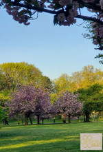 Honey for seasonal allergies - It's the Spring Season 