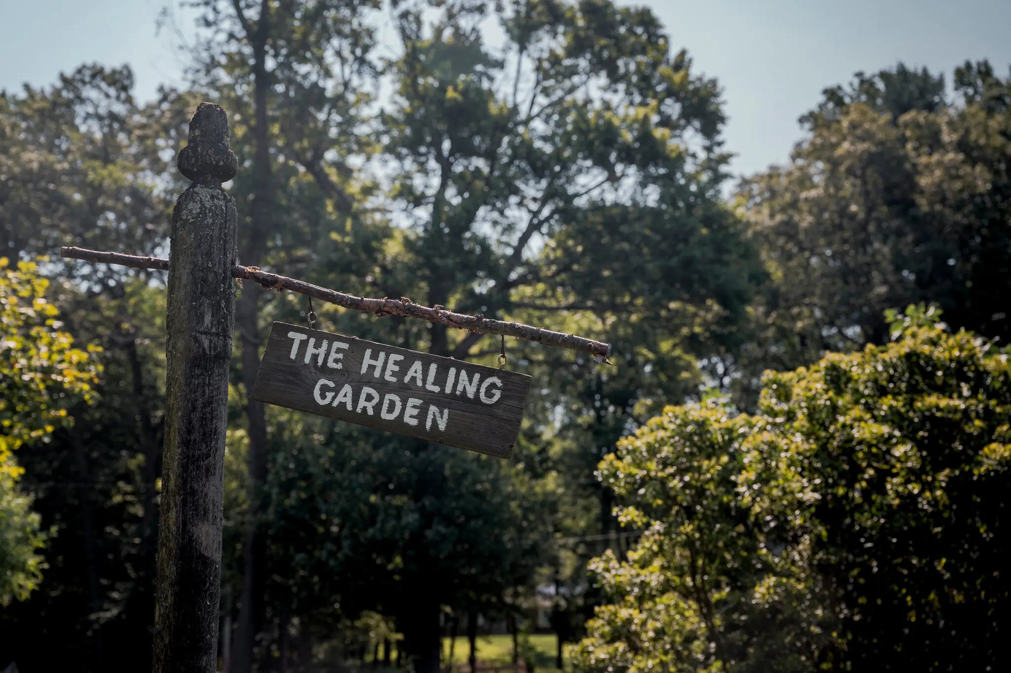     The NY Times-  In Thrall to the Scented Geranium