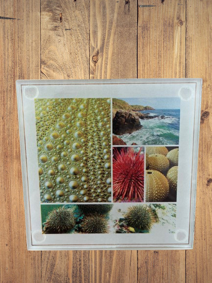 NZ souvenir glass coasters - NZ kina design