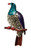 Kereru Brooch - NZ Wood Pigeon