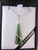 New Zealand Greenstone pendant with diagonal sterling silver thread