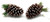 hanging pine cone  decoration