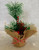 Christmas Tree in Hesian Bag