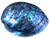 NZ Paua Shell Polished