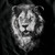 2 Ply Mink Blanket Majestic Lion