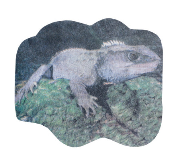 sticky note pad - tuatara