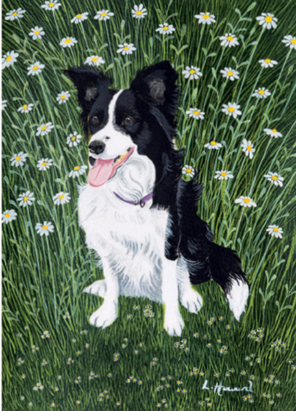 Greeting card - Daisy in the daisies