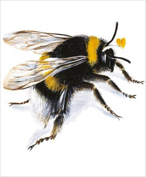 Greeting card - Bee