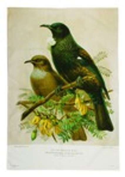 NZ tui tea towel