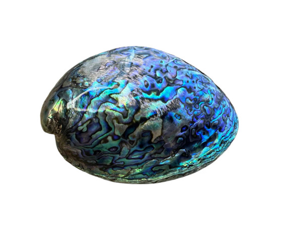 NZ Paua shell fully polished